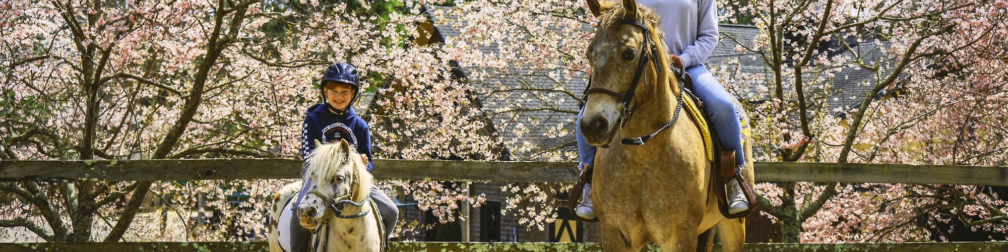 Two people are horseback riding outdoors near cherry blossoms, wearing helmets and casual riding attire, with a wooden fence in the background.