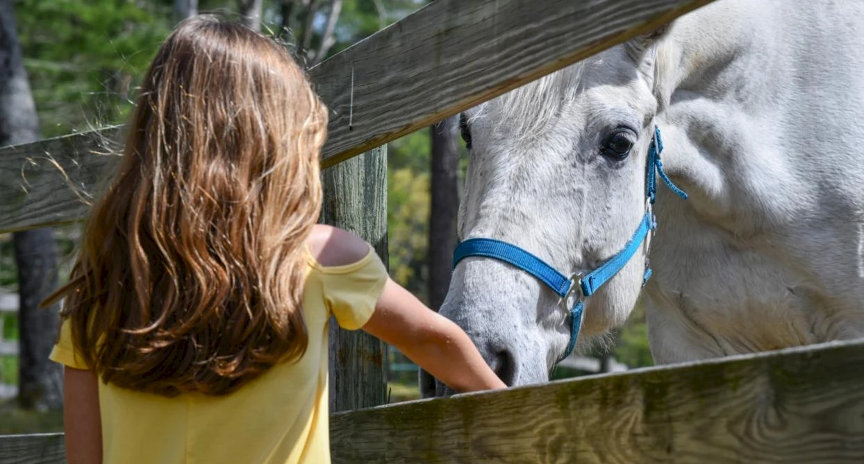 A girl in a yellow shirt is petting a white horse through a wooden fence, with trees in the background.