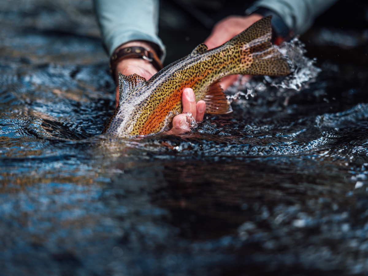 A person gently holds a trout partially submerged in water, showcasing the fish's vibrant colors as water ripples around it.