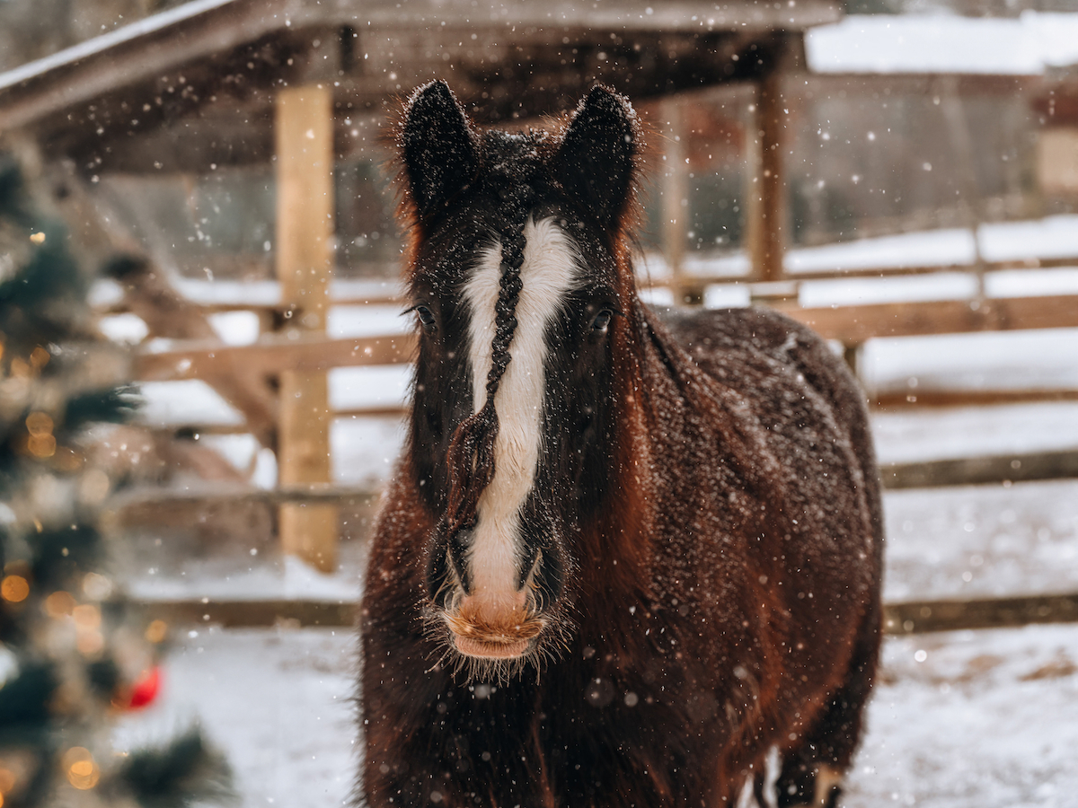 A brown horse with a white stripe stands in a snowy paddock, surrounded by falling snowflakes and a Christmas tree in the foreground.