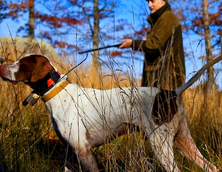 Dog breed for upland hunting at The Preserve Sporting Club