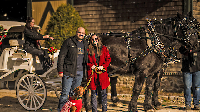 A couple with a dog in festive attire stands by a horse-drawn carriage, with another person driving.