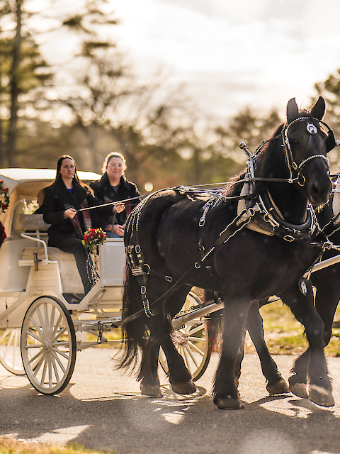 A horse-drawn carriage with two black horses and people riding inside moves along a road, surrounded by a scenic background.