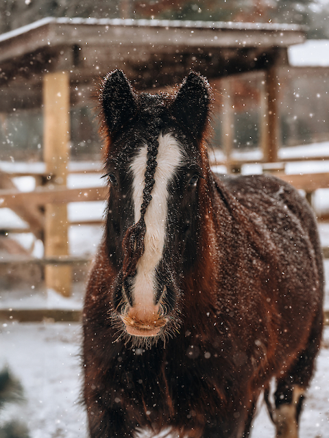 A horse stands in a snowy environment near a decorated tree, with a wooden fence and shelter in the background.