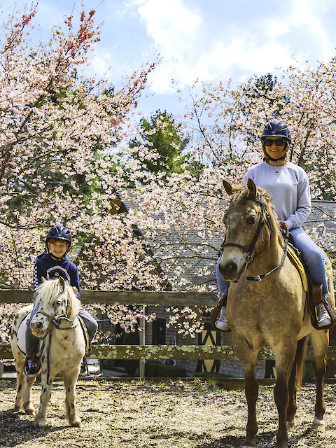 Two people riding horses in front of blossoming trees, enjoying a sunny day.