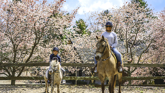 Two people riding horses in front of blossoming trees, enjoying a sunny day.