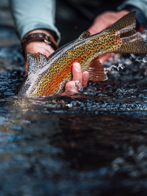 The image shows a person gently releasing a colorful trout into the water, with the fish partially submerged, creating ripples.