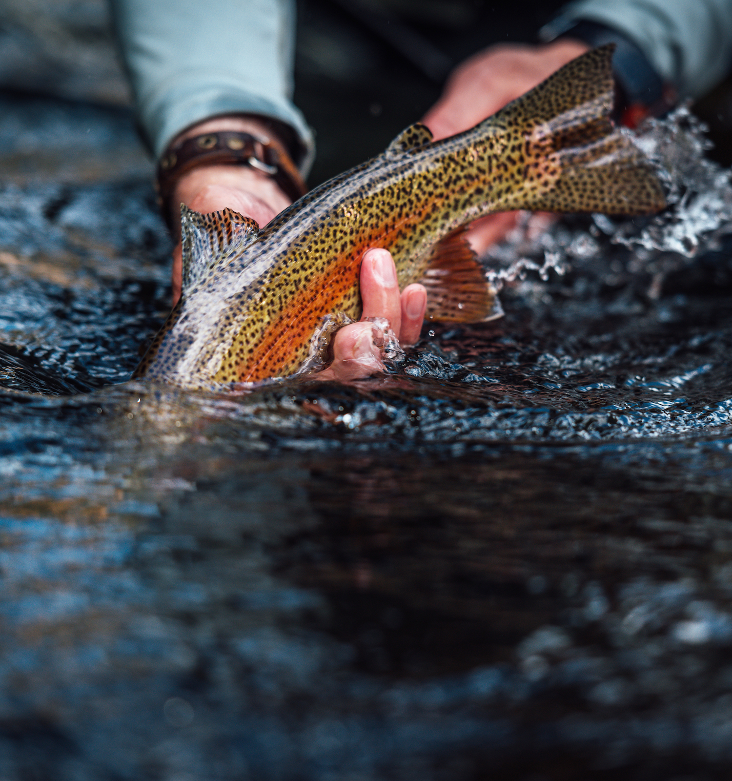 A person is holding a colorful fish over water, possibly a trout, partially submerged, creating ripples in the water surface.