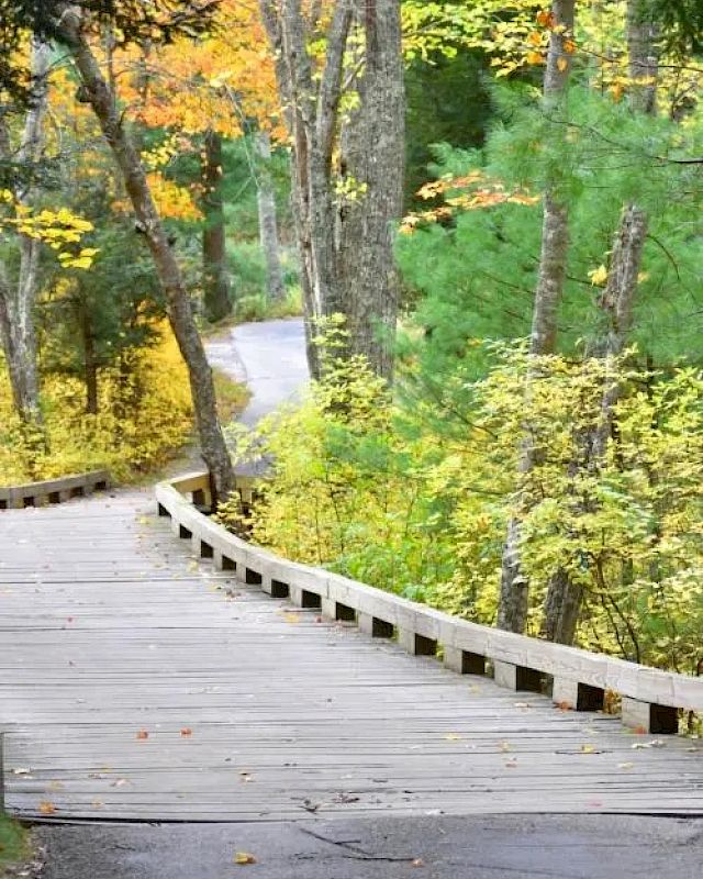 A wooden pathway winds through a forest with trees showcasing green and yellow foliage, indicative of autumn. The scene appears serene and inviting.