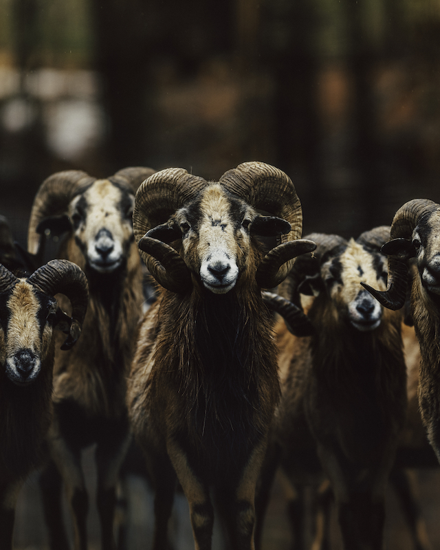 A group of sheep with curved horns stands closely together, facing the camera in a dimly lit environment.