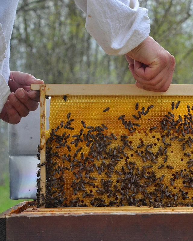 A person wearing protective clothing is inspecting a honeycomb frame covered with bees, likely part of beekeeping activities.