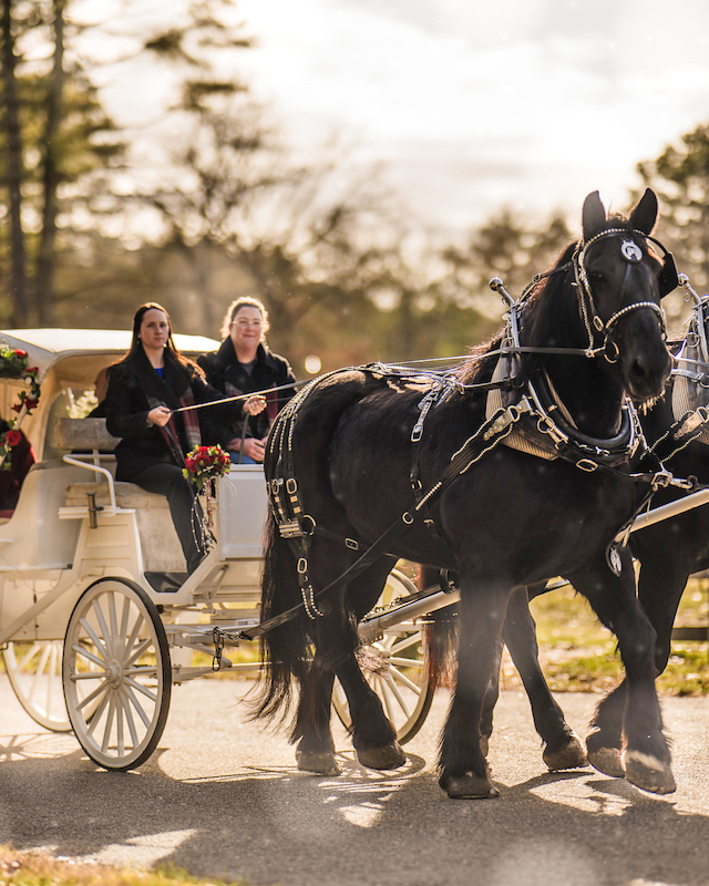 A horse-drawn carriage with two horses is carrying passengers along a sunny road, set against a backdrop of trees and a wooden fence.